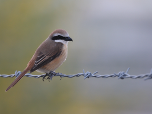 Brown Shrike, 红尾伯劳, Lanius cristatus-gallery-48