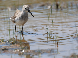 Curlew Sandpiper, 弯嘴滨鹬, Calidris ferruginea-gallery-28