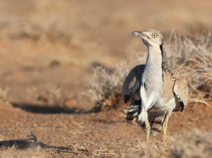 MacQueen’s Bustard, 波斑鸨, Chlamydotis macqueenii-gallery-10