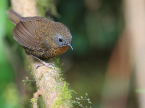 Rufous-throated Wren-Babbler, 短尾鹩鹛, Spelaeornis caudatus-gallery-6