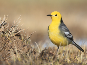 Citrine Wagtail, 黄头鹡鸰, Motacilla citreola-gallery-56