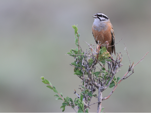 Rock Bunting, 灰眉岩鹀, Emberiza cia-gallery-19