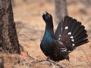 Black-billed Capercaillie, 黑嘴松鸡, Tetrao urogalloides-gallery-23