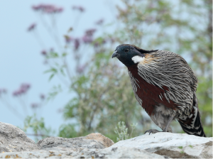 Koklass Pheasant, 勺鸡, Pucrasia macrolopha-gallery-8