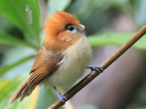 Pale-billed Parrotbill, 黑眉鸦雀, Chleuasicus atrosuperciliaris-gallery-10