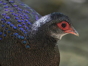 Germain’s Peacock-Pheasant, 眼斑孔雀雉, Polyplectron germaini-gallery-66