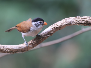 Black-headed Parrotbill, 黑头鸦雀, Psittiparus margaritae-gallery-42