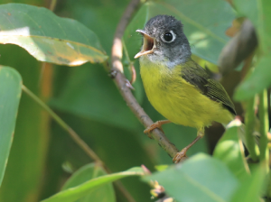 Grey-cheeked Warbler, 灰脸鹟莺, Phylloscopus poliogenys-gallery-37