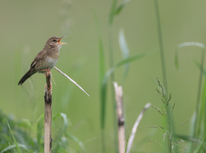 Common Grasshopper Warbler, 黑斑蝗莺, Locustella naevia-gallery-38