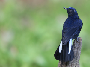 White-tailed Robin, 白尾蓝地鸲, Myiomela leucura-gallery-23