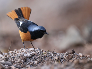 Daurian Redstart, 北红尾鸲, Phoenicurus auroreus-gallery-25
