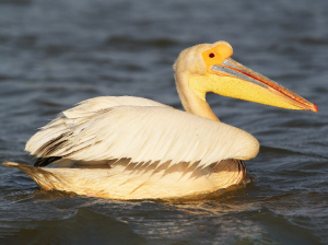 Great White Pelican, 白鹈鹕, Pelecanus onocrotalus-gallery-32