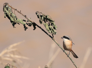 Long-tailed Shrike, 棕背伯劳, Lanius schach-gallery-10