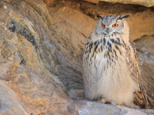 Eurasian Eagle-owl, 雕鸮, Bubo bubo-gallery-36