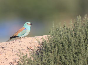 European Roller, 蓝胸佛法僧, Coracias garrulus-gallery-27
