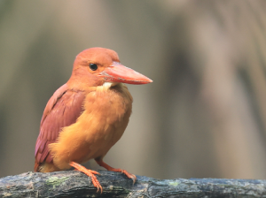 Ruddy Kingfisher, 赤翡翠, Halcyon coromanda-gallery-13
