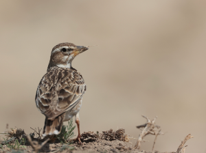 Bimaculated Lark, 二斑百灵, Melanocorypha bimaculata-gallery-16