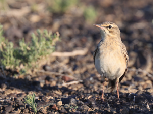 Tawny Pipit, 平原鹨, Anthus campestris-gallery-64