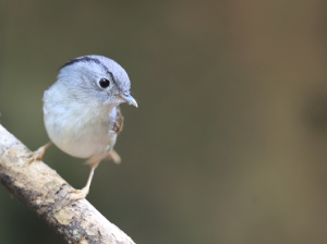 Mountain Fulvetta, 山雀鹛, Alcippe peracensis-gallery-54
