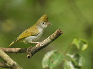 White-bellied Erpornis, 白腹凤鹛, Erpornis zantholeuca-gallery-38