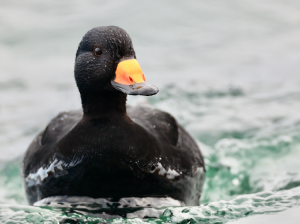Black Scoter, 黑海番鸭, Melanitta americana-gallery-45