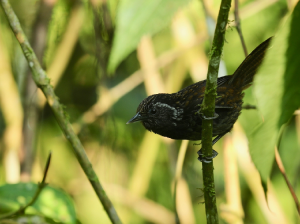 Sikkim Wedge-billed Wren-Babbler, 黑胸楔嘴鹩鹛, Sphenocichla humei-gallery-8