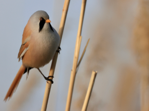 Bearded Reedling, 文须雀, Panurus biarmicus-gallery-59