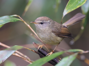 Yellow-bellied Bush Warbler, 黄腹树莺, Horornis acanthizoides-gallery-25