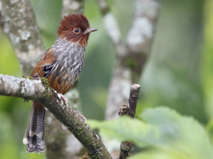 Taiwan Barwing, 台湾班翅鹛, Actinodura morrisoniana-gallery-16