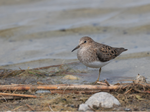 Temminck’s Stint, 青脚滨鹬, Calidris temminckii-gallery-47