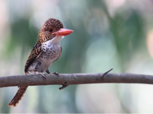Banded Kingfisher, 横斑翠鸟, Lacedo pulchella-gallery-14