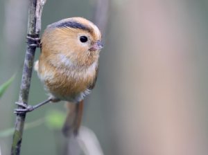 Fulvous Parrotbill, 黄额鸦雀, Suthora fulvifrons-gallery-5