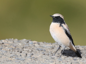 Desert Wheatear, 漠, Oenanthe deserti-gallery-18