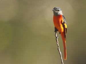 Grey-chinned Minivet, 灰喉山椒鸟, Pericrocotus solaris-gallery-33