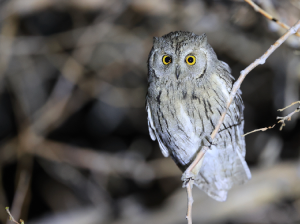 Pallid Scops Owl, 纵纹角鸮, Otus brucei-gallery-11