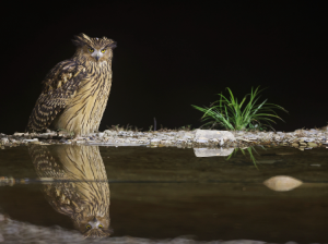 Tawny Fish Owl, 黄腿渔鸮, Ketupa flavipes-gallery-4