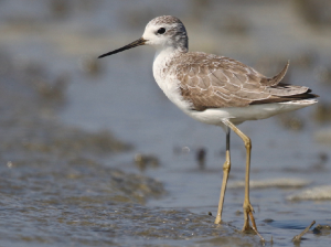 Marsh Sandpiper, 泽鹬, Tringa stagnatilis-gallery-14