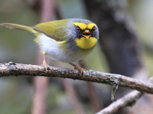 Black-faced Warbler, 黑脸鹟莺, Abroscopus schisticeps-gallery-20