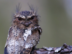 Hodgson’s Frogmouth, 黑顶蟆口鸱, Batrachostomus hodgsoni-gallery-70