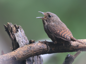 Spotted Elachura, 丽星鹩鹛, Elachura formosa-gallery-5