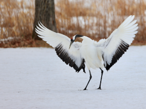 Red-crowned Crane, 丹顶鹤, Grus japonensis-gallery-6