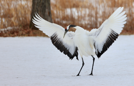 Bird Photography in Japan: A Month-by-Month Guide