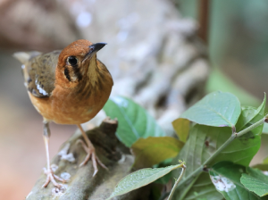 Orange-headed Thrush, 橙头地鸫, Geokichla citrina-gallery-4