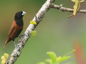 Chestnut Munia, 栗腹文鸟, Lonchura atricapilla-gallery-19