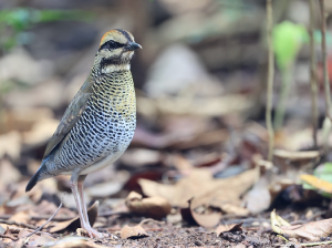 Blue Pitta, 蓝八色鸫, Hydrornis cyaneus-gallery-3