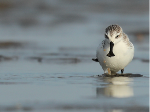 Spoon-billed Sandpiper, 勺嘴鹬, Calidris pygmaea-gallery-3
