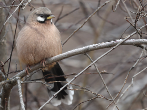 Snowy-cheeked Laughingthrush, 黑额山噪鹛, Ianthocincla sukatschewi-gallery-19