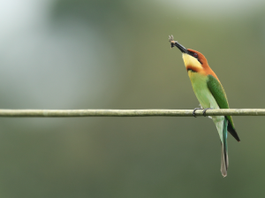 Chestnut-headed Bee-eater, 栗头蜂虎, Merops leschenaulti-gallery-6