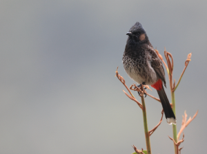 Red-vented Bulbul, 黑喉红臀鹎, Pycnonotus cafer-gallery-33