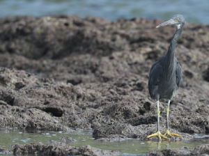 Pacific Reef Heron, 岩鹭, Egretta sacra-gallery-32